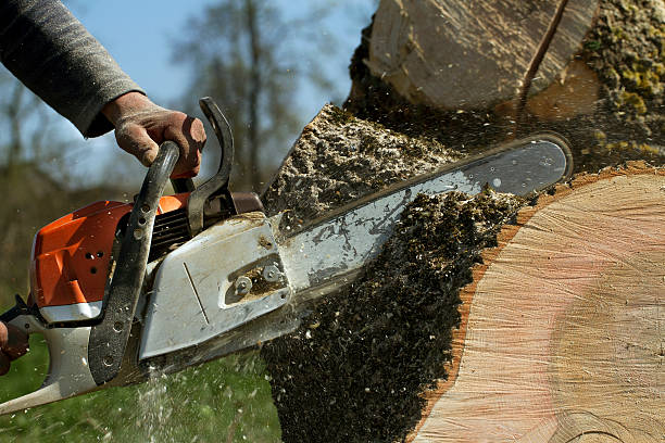 The Steps Involved in Our Tree Care Process in Whitney, SC